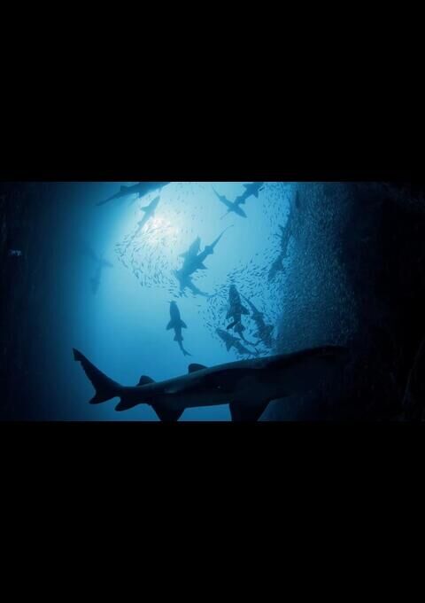 Shark Kingdom (3D)