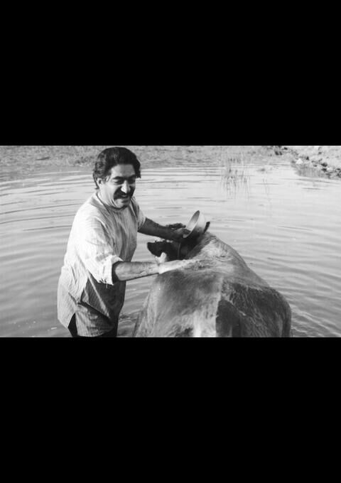 The Cow