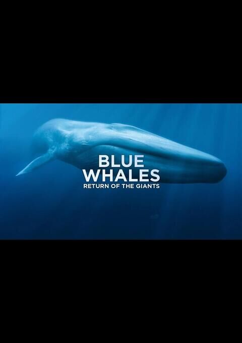 Blue Whales: Return of the Giants (3D)